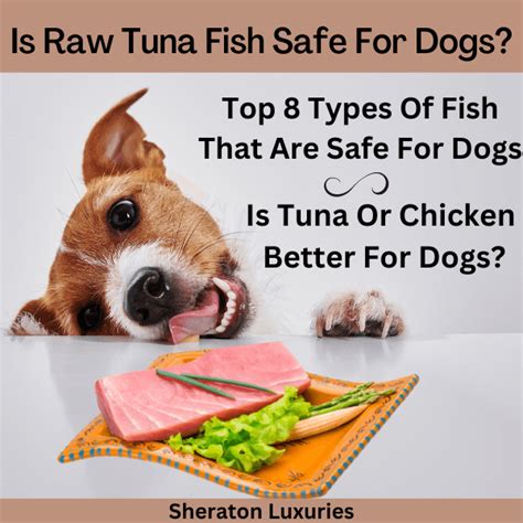 Can Dogs Eat Canned Tuna Packed In Water