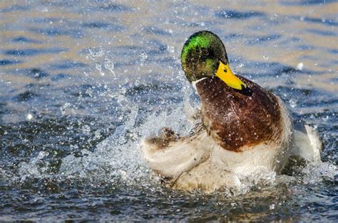 Pato Silvestre Duck Playing Y El Salpicar En El Agua Fresca Y De