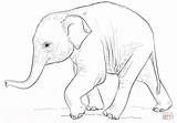 Elephant Coloring Baby Pages Elephants Cute Drawing Draw Printable Step Kids Supercoloring Realistic Asian Tutorials Colour Cub Albanysinsanity Drawings Sketch sketch template
