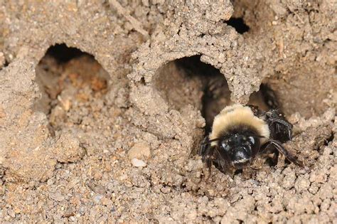 11 Animals That Dig Holes In Yards With Pictures Wildlife Informer