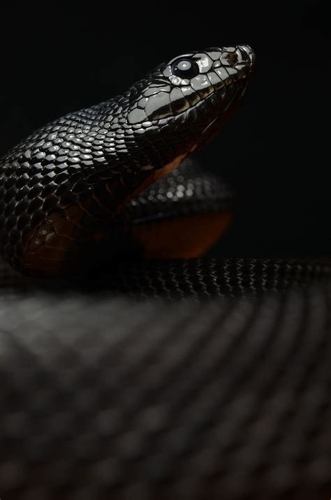 Black Mamba Wallpapers Images