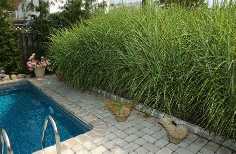 11 Simple Pool Landscaping Ideas That Fit Your Budget Medallion Energy
