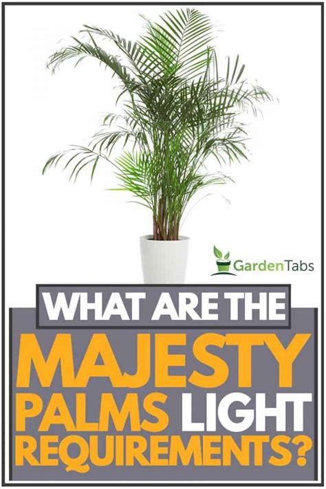 Low light levels may also cause discoloration in the leaves. What Are The Majesty Palm's Light Requirements? - Garden Tabs
