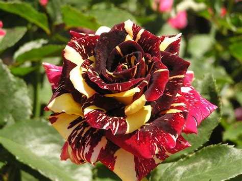 Best Hybrid Tea Rose Bushes Wilson Rose Garden