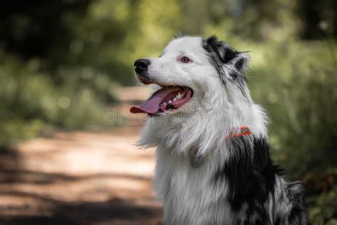 Close Up Of Beautiful And Happy Australian Shepherd On Forest Pathway