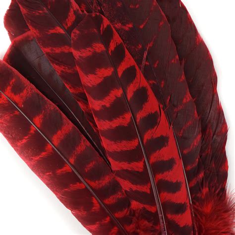 Wild Turkey Feathers Natural Barred Quills 8 12” Dyed Hot Red For