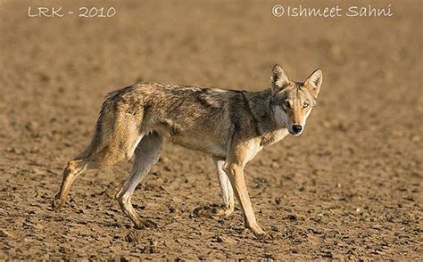 Indian Wolf #1 (LRK) | Indian wolf, Wild dogs, Canis lupus