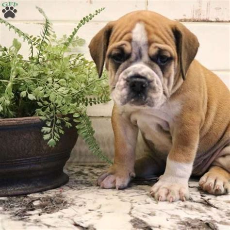 Beabull Puppies Ready Now Milly Beabull Puppy For Sale Keystone
