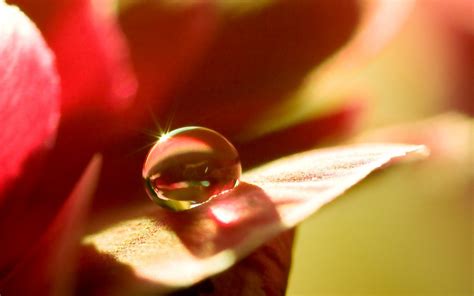 Wallpaper Red Dew Flower Drop Flora Bud Petal Close Up Macro