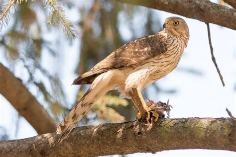 Hawks In Texas The Bird Guide