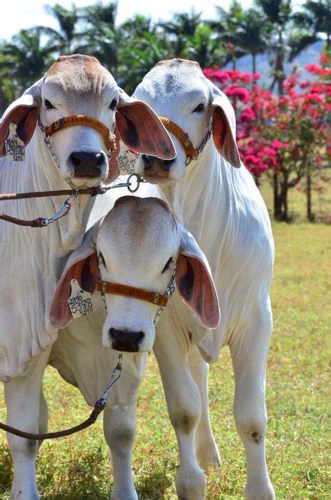 Las 21 Mejores Imágenes De Ganado Brahman En 2016 Vaca Animales De