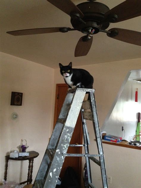Pin By Angela Erauth On Kitties Ceiling Fan Decor Kitty