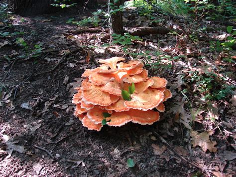 Laetiporus Cincinnatus At Indiana Mushrooms