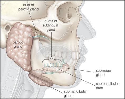 Symptoms Of Salivary Gland Cancer