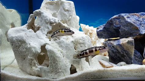 Julidochromis Cichlid Chibi Aquarium