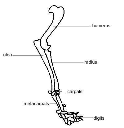 The axial skeleton and the appendicular formed by the left and right hip bones, the pelvic girdle connects the lower limb (leg) bones to the axial. File:Forelimb dog corrected.JPG