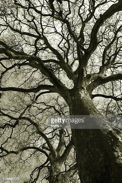 Tree Branching Out Photos And Premium High Res Pictures Getty Images