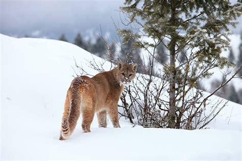 Cougar Sightings Along Lakeview Drive Columbia Valley