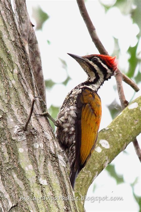 South East Asia Birds Malaysia Birds Paradise Flameback Woodpecker