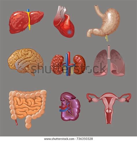 Cartoon Internal Human Organs Collection Sick Stock Vector Royalty