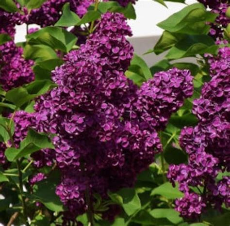 Monge Lilac Syringa Deep Purple Flowers Landscaping Full