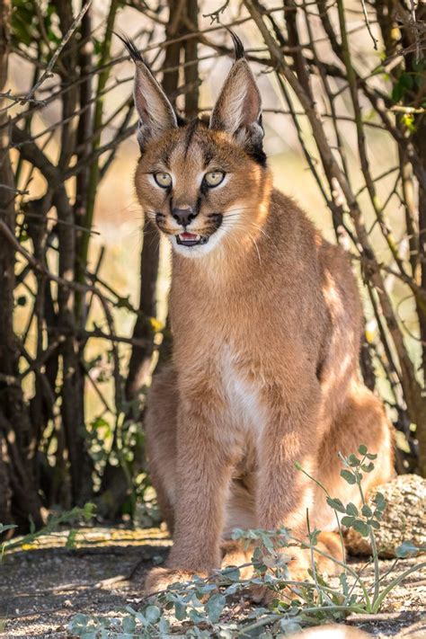 17 Best Images About Caracal On Pinterest Close Up