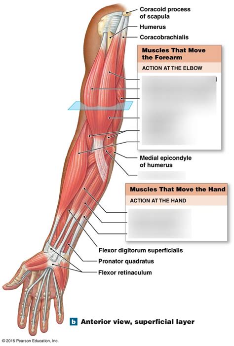 Arm Muscles Anterior Diagram Quizlet