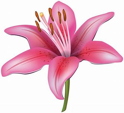 Lily Flower Clipart Flowers Transparent Yopriceville