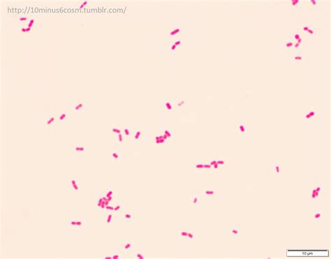 Microcosm The Different Gram Stain Appearances Of Moraxella