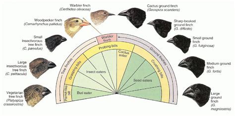 Variation In Beak Size And Shape Among The Species Of Darwins Finches