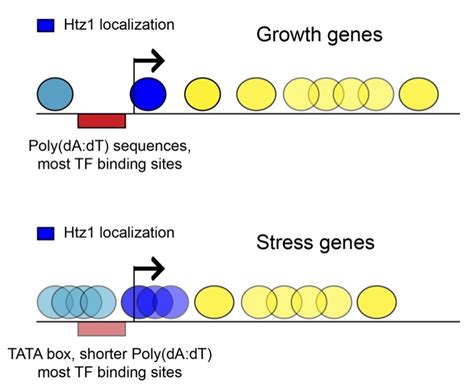 Chromatin Structure