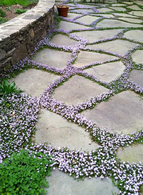 Planting Between Pavers Using Ground Covers Around Pavers Dummer