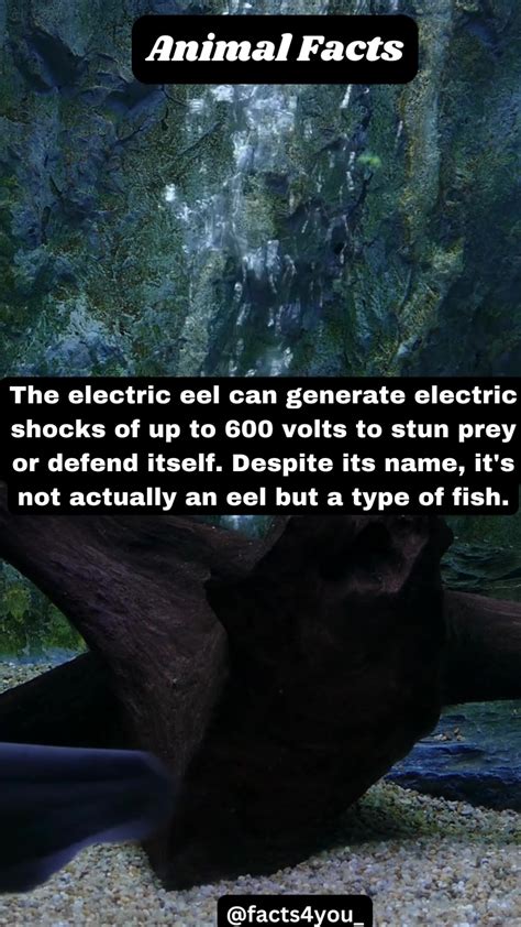 Amazing Facts About Eel Interesting Facts