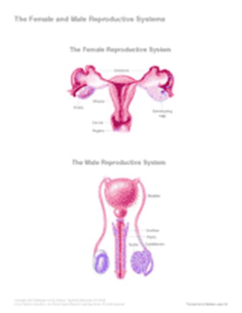 14 female reproductive system for good information and diagrams about human reproduction.once an organ or structure has been identified be sure to compare it. Human Body Transparencies & Visuals Gallery (Grades 6-12) - TeacherVision