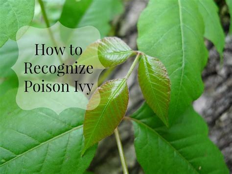 We did not find results for: How to Recognize Poison Ivy | Identify poison ivy
