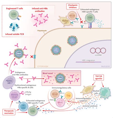 New Approaches To Chronic Hepatitis B Nejm