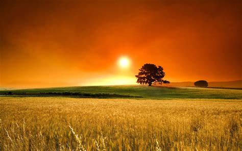 Free Download Harvest Of Golden Wheat Fields Wallpaper 10 Landscape