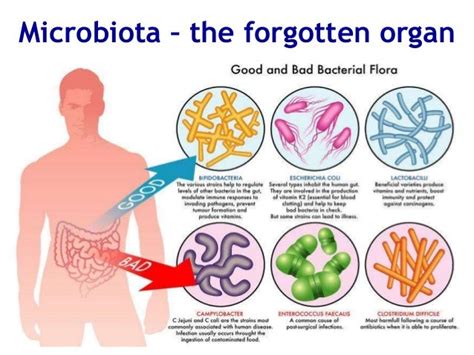 Gut Microbiota Dysbiosis