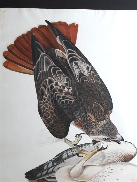 51 red tailed hawk from the havell edition by audubon