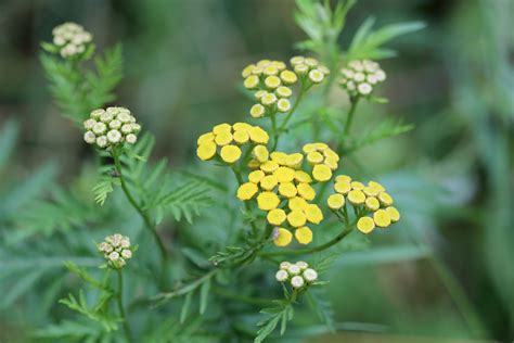 Rainfarn was a sullen and silent knight from the duchy of attre. Rainfarn, Wurmkraut (Tanacetum vulgare, Syn. Chrysanthemum ...