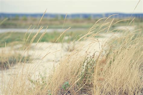 Free Images Beach Landscape Sea Coast Sand Marsh Plant Field