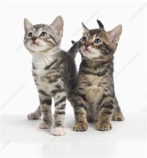 Bengal And British Cross Shorthair Kittens Stock Image C0537685