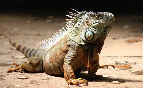 Iguana Reptil Lagarto Foto Gratis En Pixabay