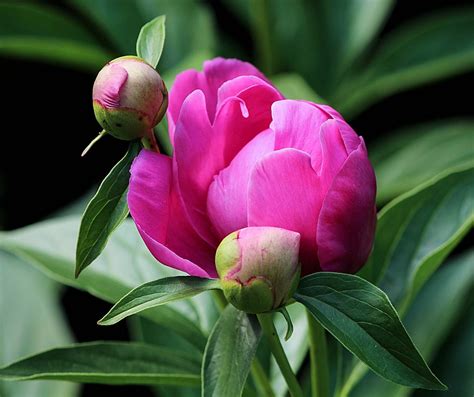 peony bud flower pink free photo on pixabay