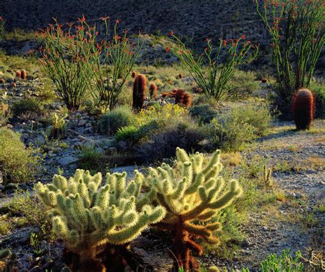 Usa California Anza Borrego Desert State Park Desert Ecosystem