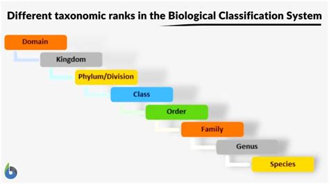 Classification System Definition And Examples Biology Online Dictionary