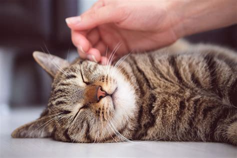 Why Cats Like Being Pet