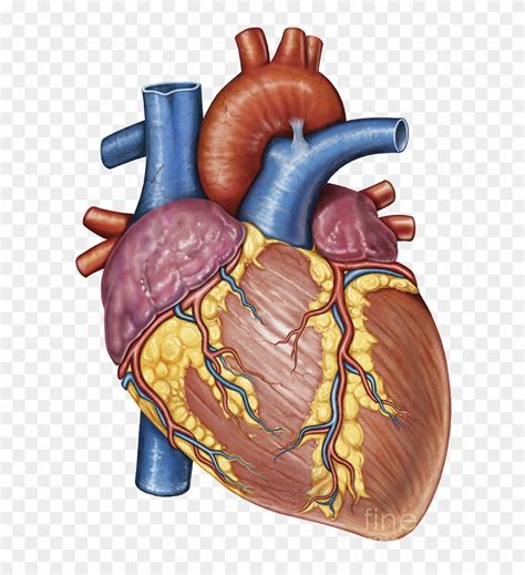 Human Heart Png 10 Free Cliparts Download Images On Clipground 2023