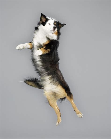 Funny Jumping Dogs Series 17 Fubiz Media