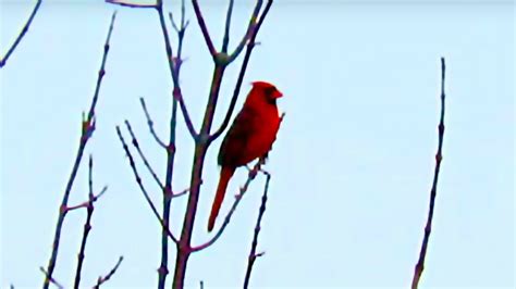 Cardinal Singing On Top Of A Tree Far Zoom Bird Call Sounds And